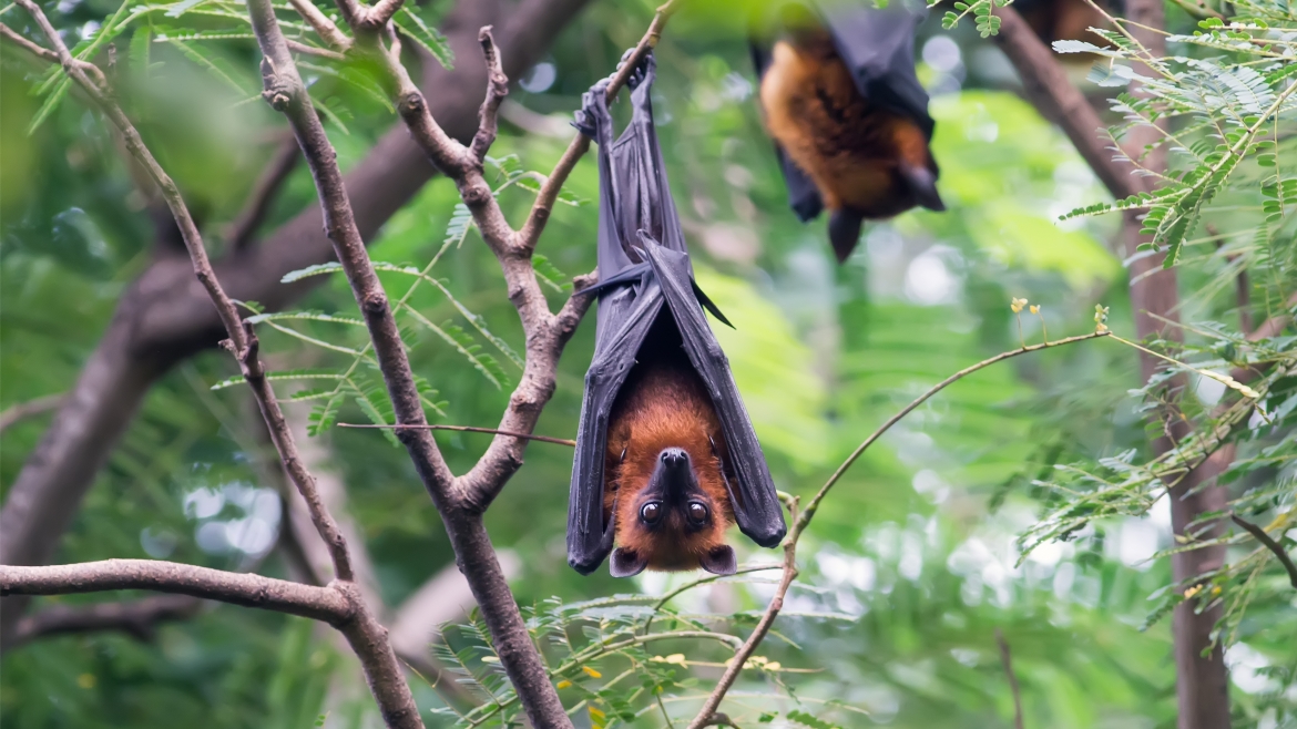 Bird, bat and rodent droppings