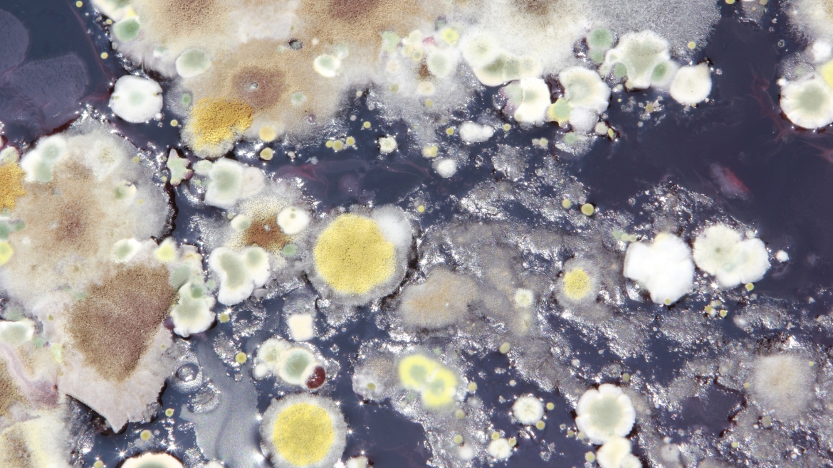 Mold